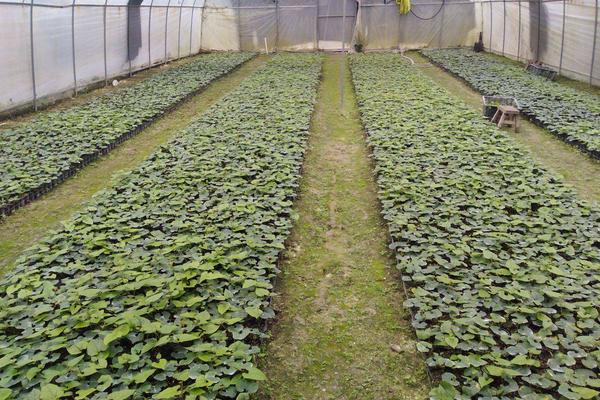 罗汉果种植与管理技术,罗汉果种植多久才可以结果