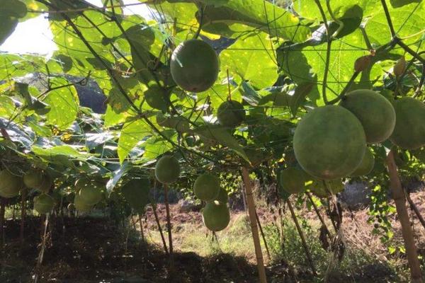 罗汉果种植与管理技术,罗汉果种植多久才可以结果