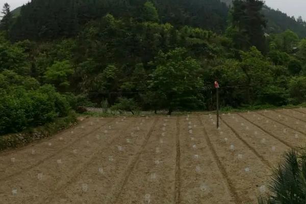 罗汉果种植与管理技术,罗汉果种植多久才可以结果