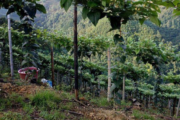 罗汉果种植与管理技术,罗汉果种植多久才可以结果