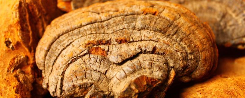 桑黄是不是灵芝,桑黄适合哪些地区种植