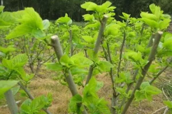 桑树苗一亩种多少棵,桑树苗的培育方法