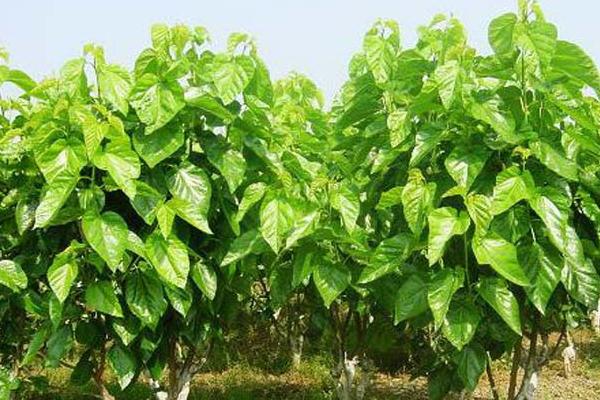 桑树苗一亩种多少棵,桑树苗的培育方法