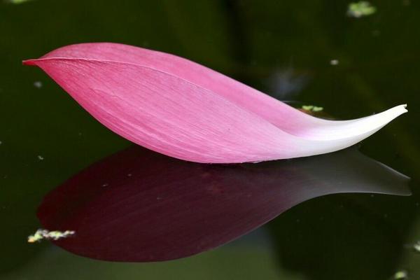 荷花的花瓣像什么,花瓣有多少片