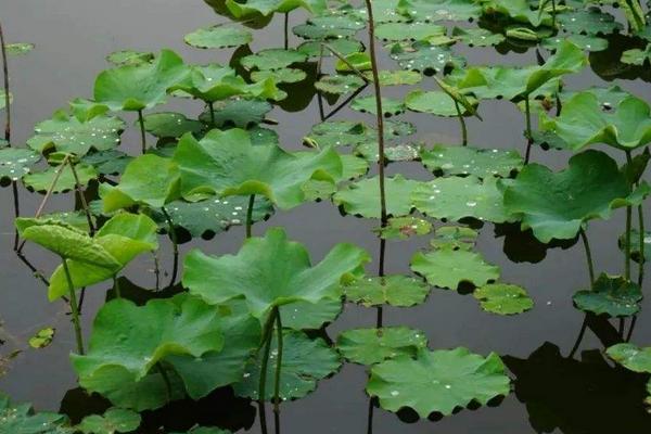 荷花的叶子像什么,几月份开花