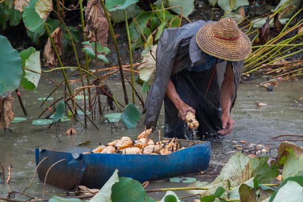 莲藕是荷花的根吗,莲藕的孔数和什么有关