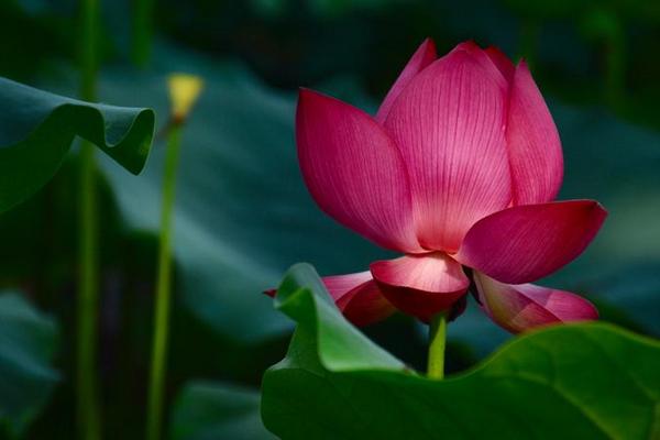 荷花的品质和精神,莲藕是荷花的根吗