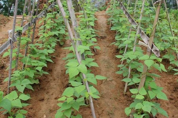 豆角怎么种植方法，如何施肥才能高产