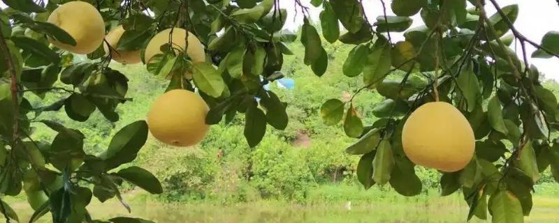 冬天有柚子吗,柚子如何保存