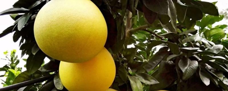 柚子的外形特点和味道,柚子是柑橘类的水果吗
