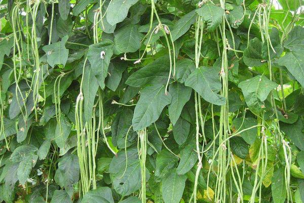 长豆角的种植方法和时间