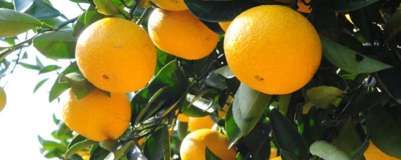 桔柚是橘子还是柚子,桔柚的种植方法