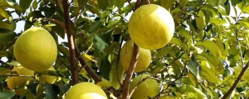 柚子的介绍,柚子的品种有哪些