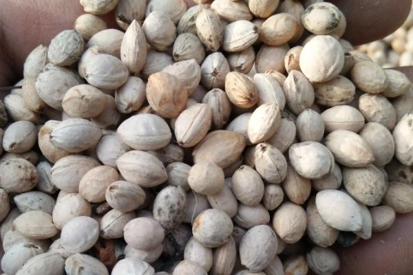 车厘子种植技术,附种植条件