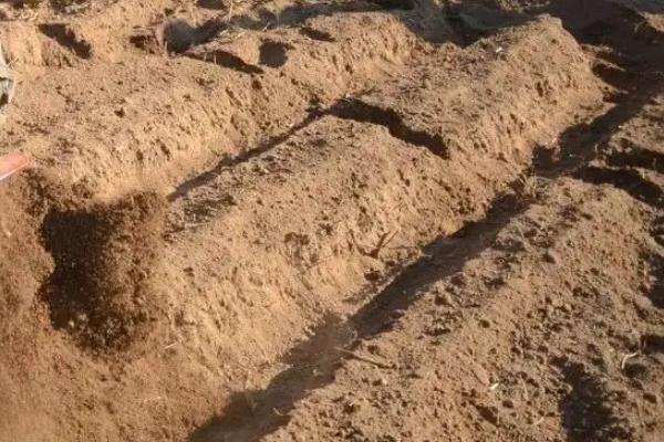 车厘子种植技术,附种植条件