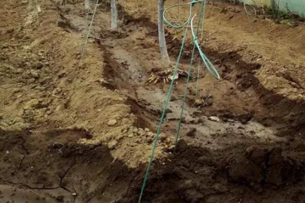 车厘子种植技术,附种植条件