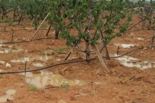 车厘子种植技术,附种植条件