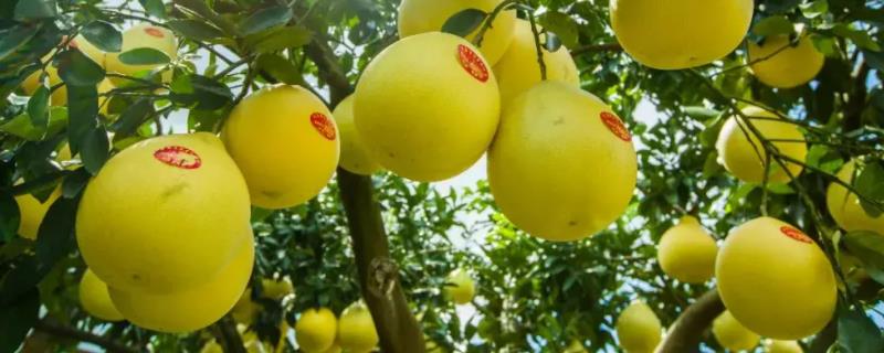 怎么挑柚子是甜的,剥了的柚子如何保存