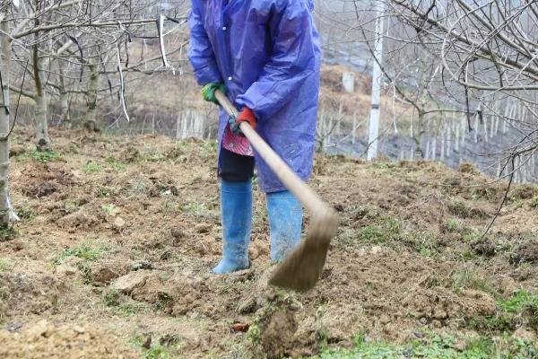 车厘子什么时候种,适合哪些地区种植
