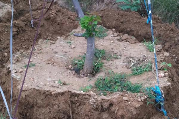 车厘子什么时候种,适合哪些地区种植