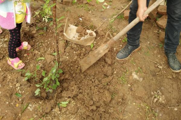 车厘子什么时候种,适合哪些地区种植
