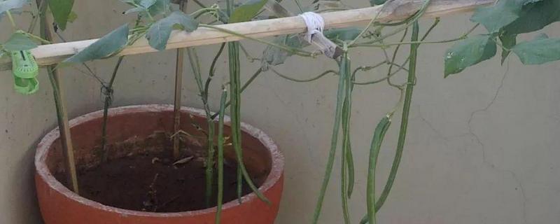 阳台种豆角不结果什么原因，长多高需要掐尖打顶