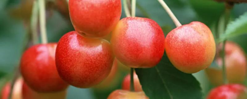 樱桃和车厘子是一种水果吗,购买时如何挑选