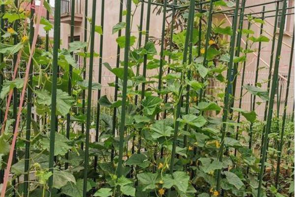 阳台种豆角怎样搭架，怎样才能高产