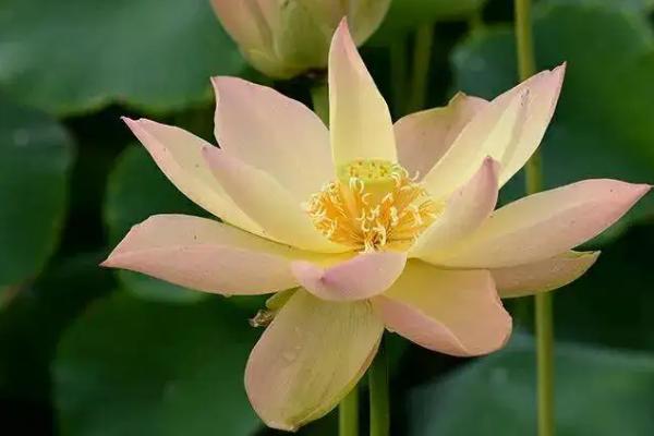 荷花的形状像什么,可以吃吗