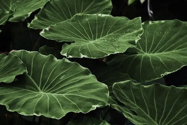 荷花的生长过程，附荷花的生长环境和生长特点