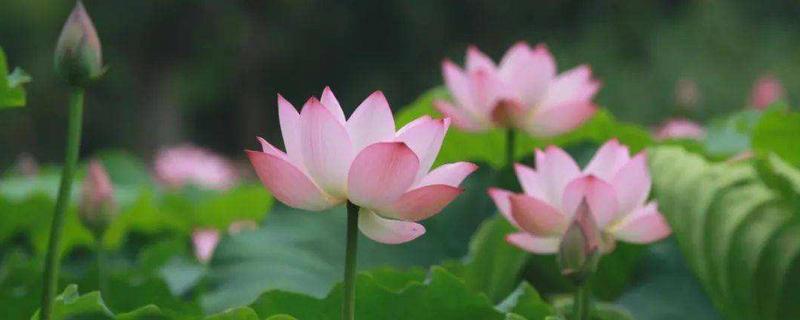 荷花有香味吗,荷花几月份开花