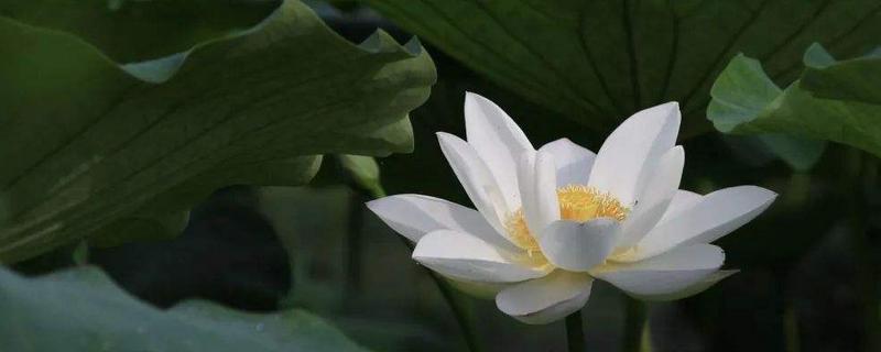 荷花有白色的吗，荷花几月份开花