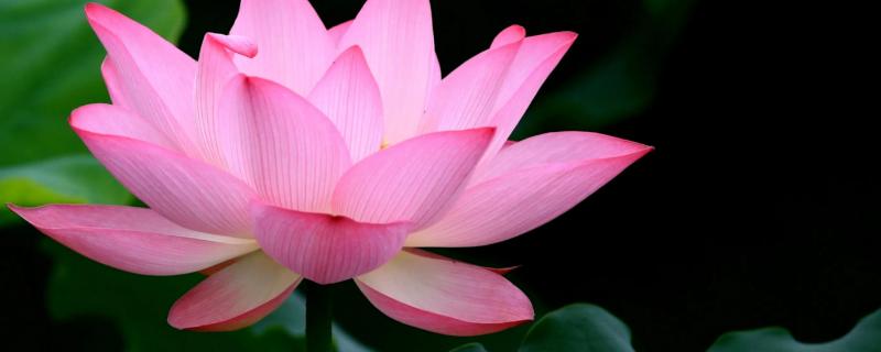 荷花象征着什么,荷花的别名还有哪些