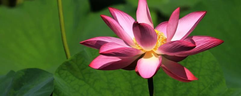 荷花是什么形状,荷花的颜色