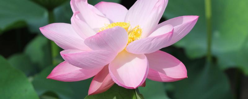 荷花春天是什么样子的，荷花夏季、秋季、冬季分别是什么样子