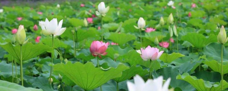 荷花长在哪里,荷花可以做菜吗