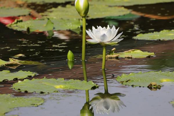 荷花长在哪里,荷花可以做菜吗