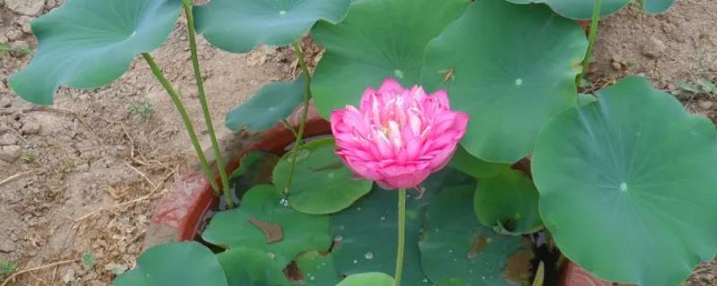 荷花冬天怎样过冬,春天什么时候会发芽