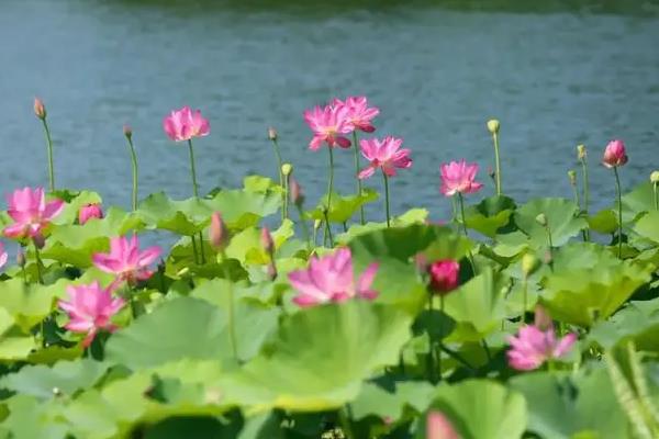 荷花春夏秋冬的样子