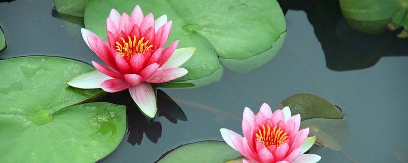 荷花如何水养,需要施肥吗