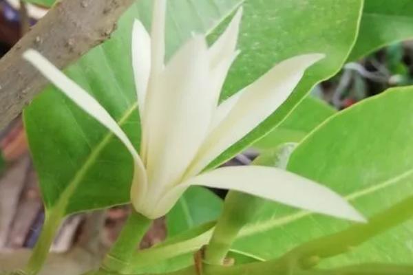 夏天除了荷花还有什么花