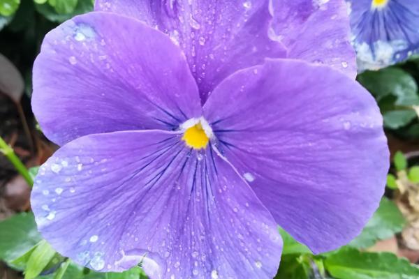 夏天除了荷花还有什么花