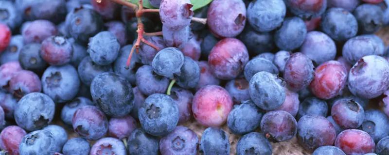 蓝莓在北方室外能过冬吗，冬天蓝莓树的叶子会掉光吗