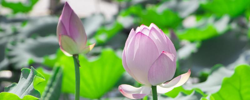 荷花下面有莲藕吗,莲蓬什么季节成熟