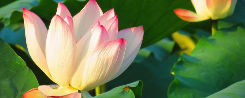 荷花生长过程,荷花可以用来干嘛