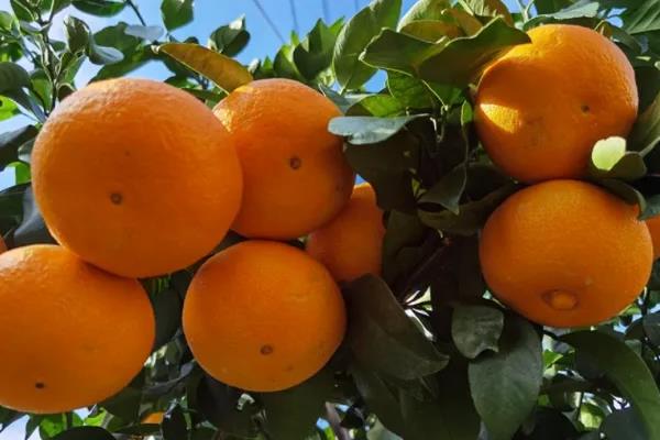 柑橘有哪些品种