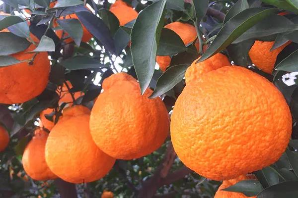 柑橘有哪些品种
