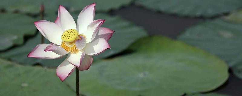 荷花一般生长在哪里,几月份开放