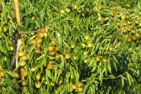 陕西大荔冬枣介绍