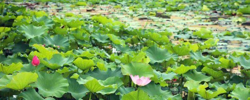 荷花是植物类吗,荷花冬天枯萎了还会再发芽吗